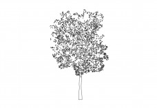 Tree elevation | FREE AUTOCAD BLOCKS