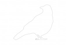 Pigeon | FREE AUTOCAD BLOCKS
