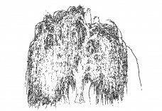 Free Willow Tree Elevation CAD Block – DWG, DXF, PDF Format | FREE AUTOCAD BLOCKS