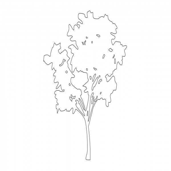 TREE ELEVATION FREE CADS