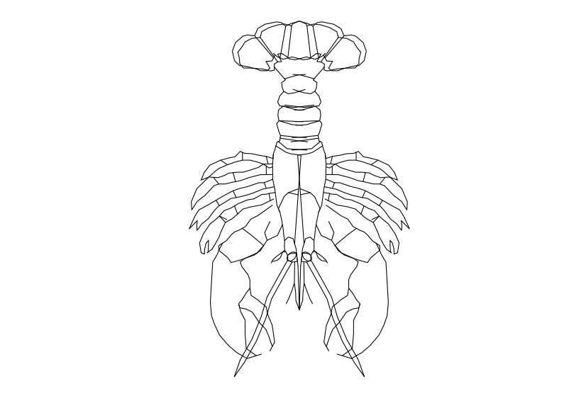 Free Lobster Top VIew CAD Block – DWG, DXF, PDF Format