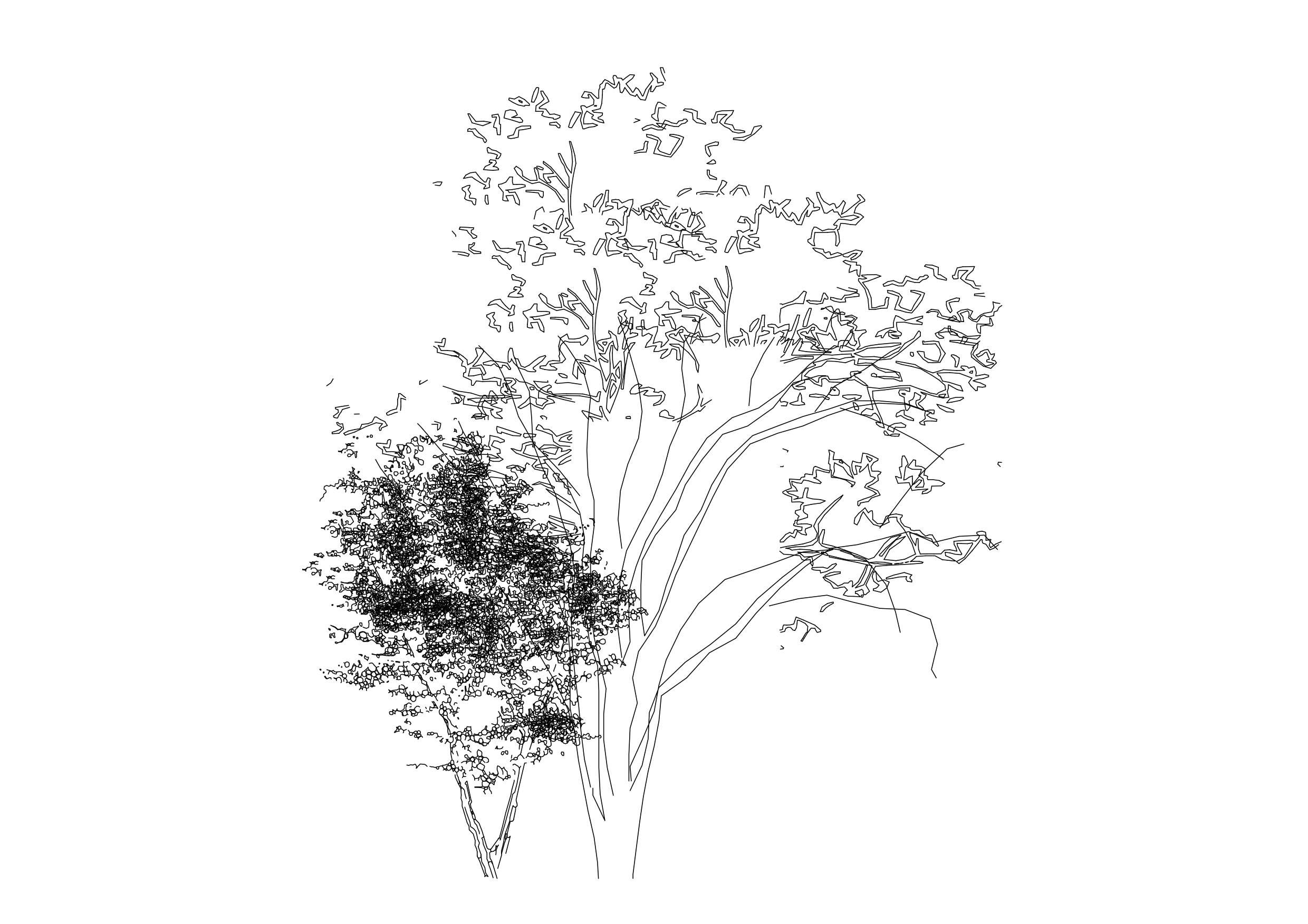 Free Tree Elevation CAD Block – DWG, DXF, PDF Format