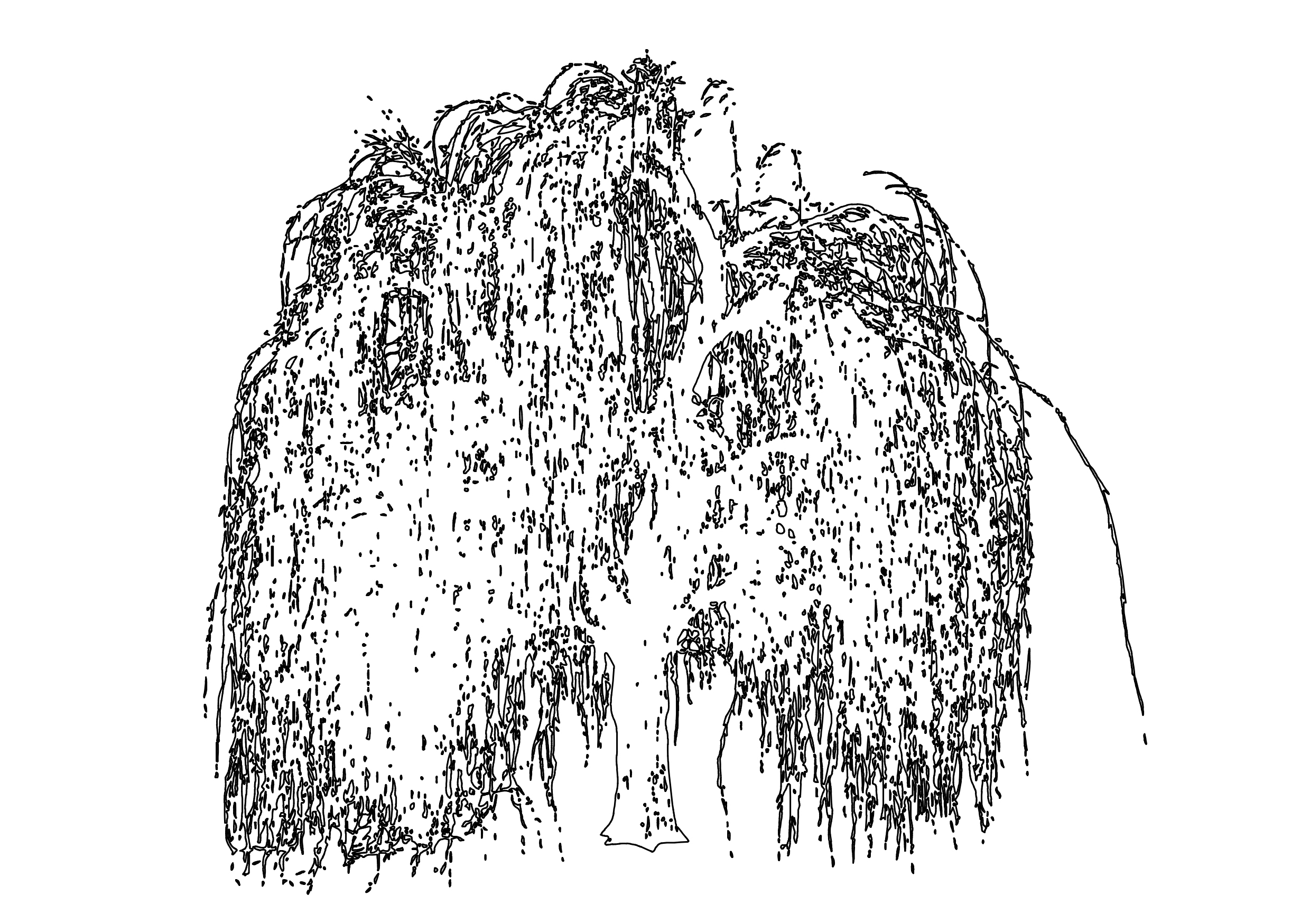 Free Willow Tree Elevation CAD Block – DWG, DXF, PDF Format