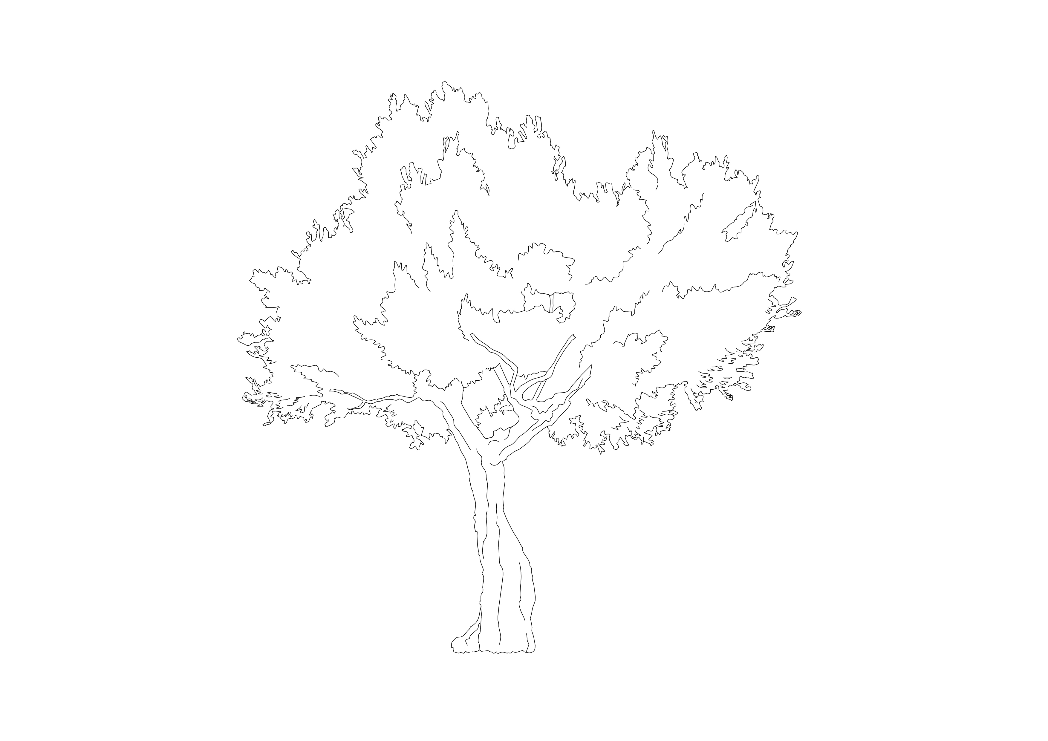 Free Tree Elevation CAD Block – DWG, DXF, PDF Format