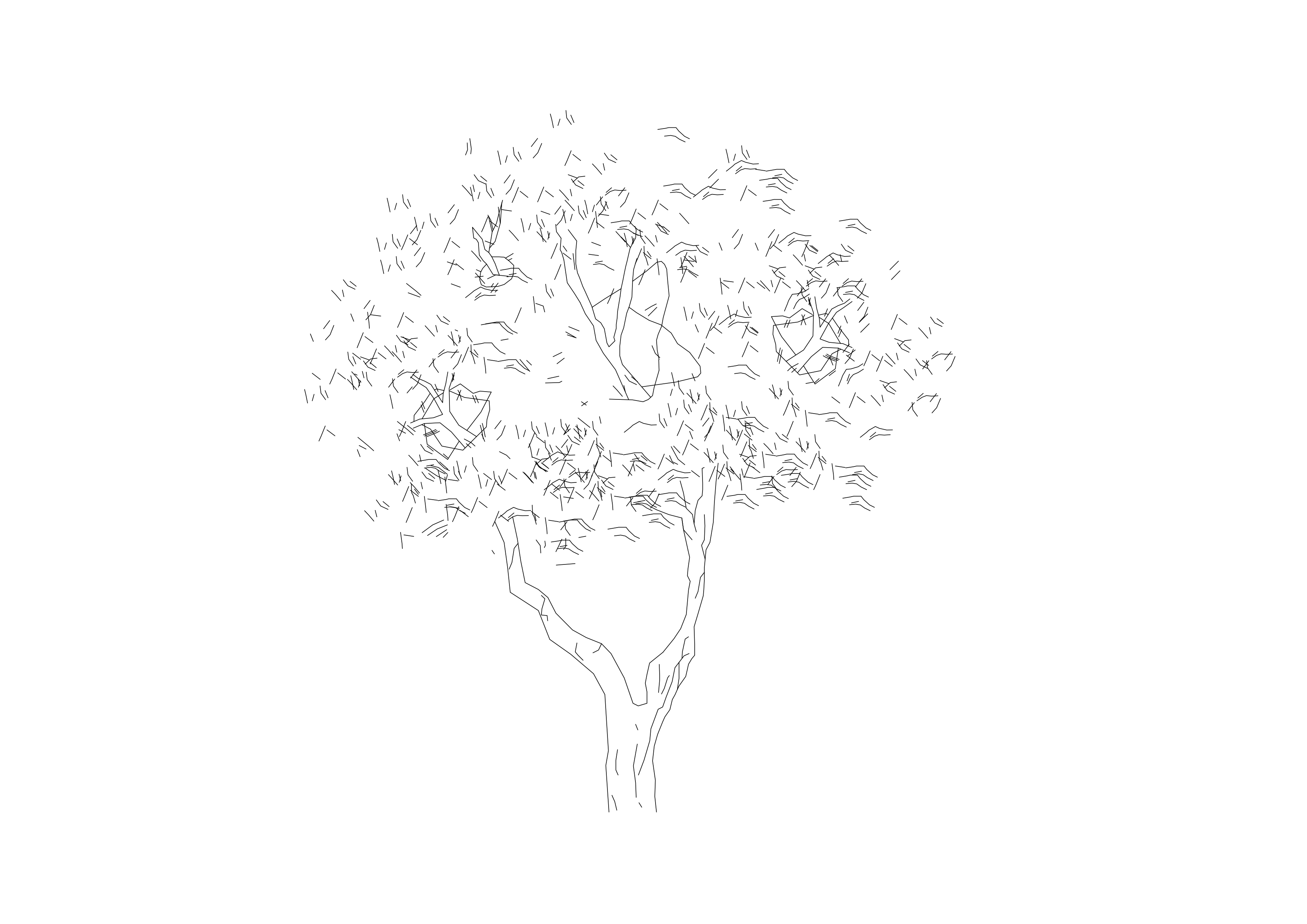 Free Tree Elevation CAD Block – DWG, DXF, PDF Format