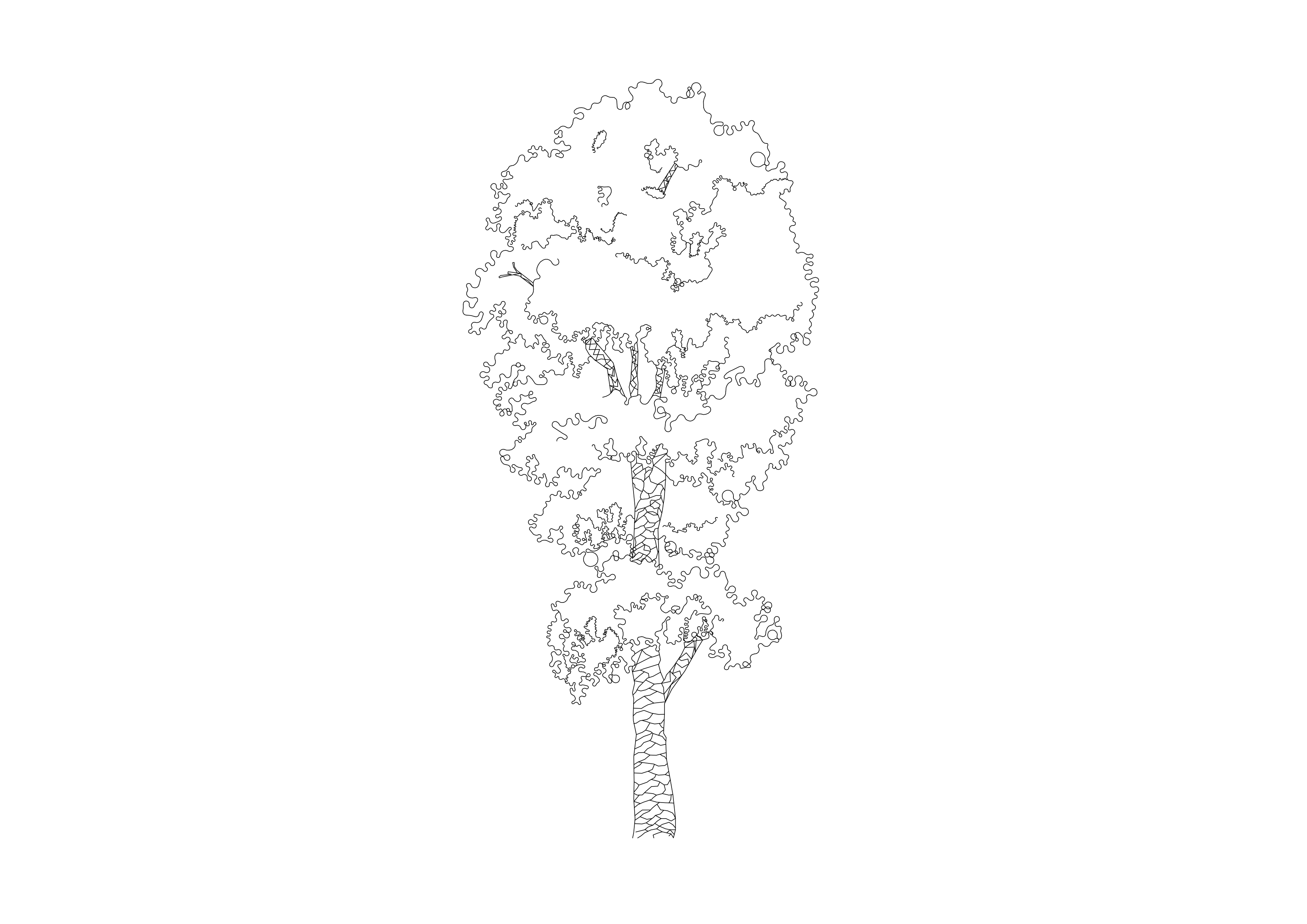 Free Tree Elevation CAD Block – DWG, DXF, PDF Format