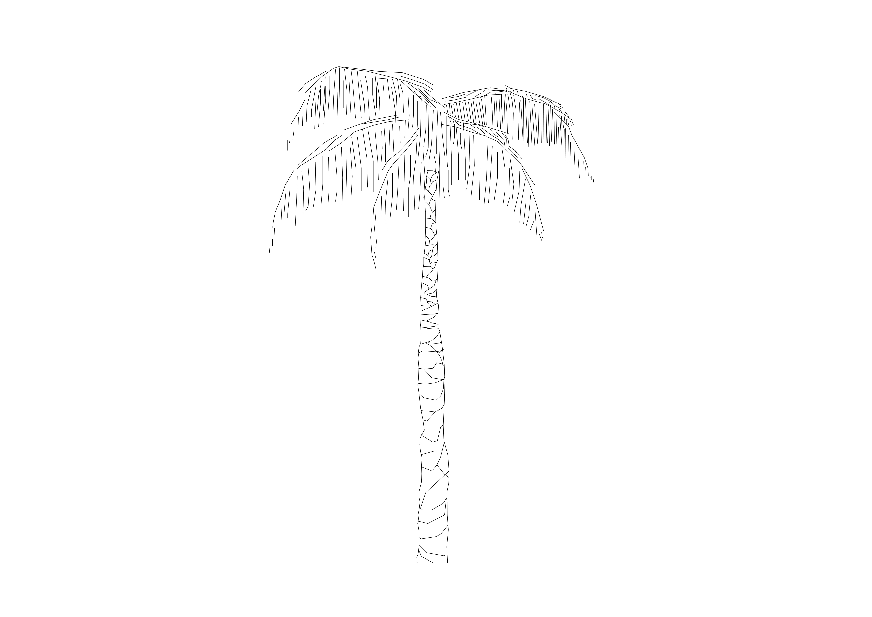 Free Palm Tree Elevation CAD Block – DWG, DXF, PDF Format